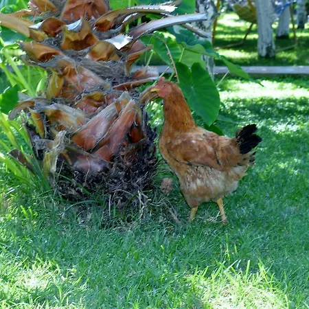 Safir Frühstückspension Çıralı